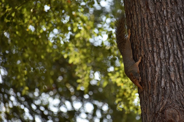 不斷參賽逐 不斷參賽逐