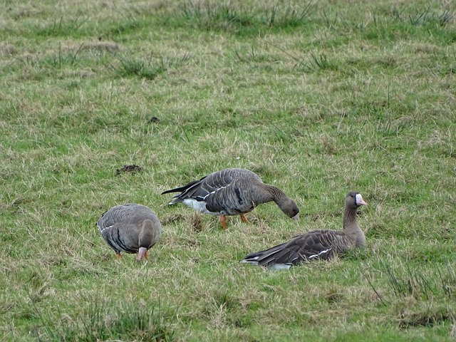 西北地区的 西北地区的